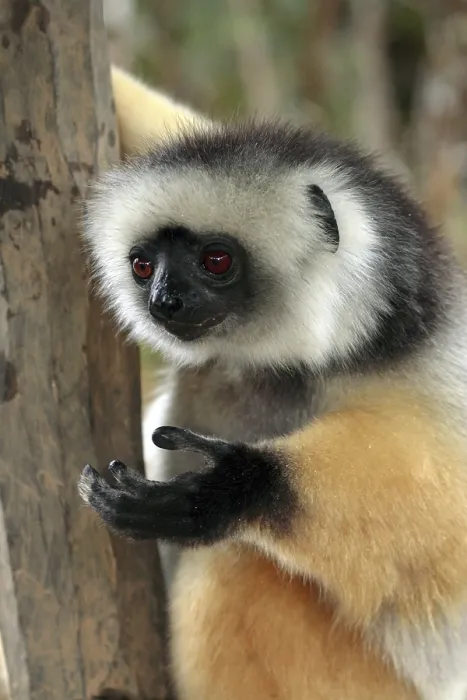 Framed Print : Diademed sifaka (Propithecus diadema) Diademed sifaka diadema Adult on tree on tree Perinet Madagascar Madagascar