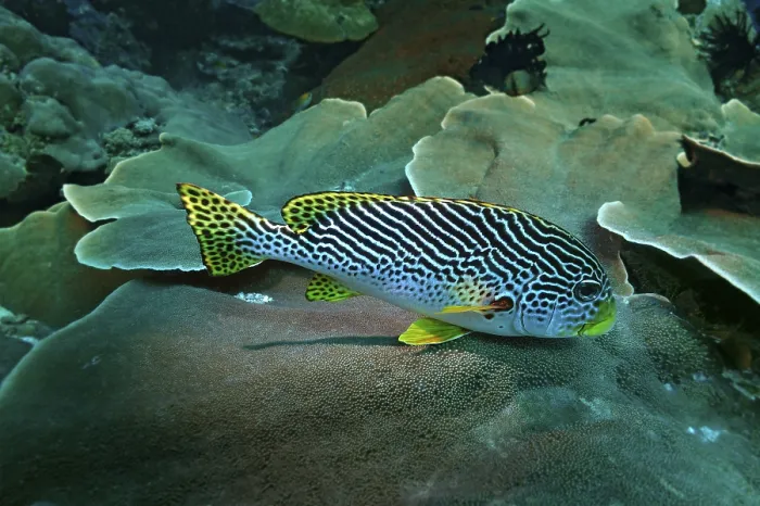 Framed Print : Diagonal-banded Sweetlips (Plectorhinchus lineatus) Framed Print : Diagonal-banded Sweetlips (Plectorhinchus lineatus)