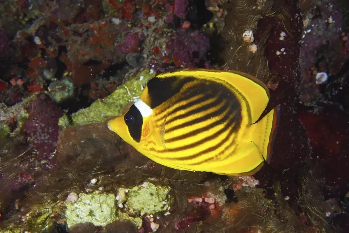 Framed Print : Diagonal butterflyfish (Chaetodon fasciatus)