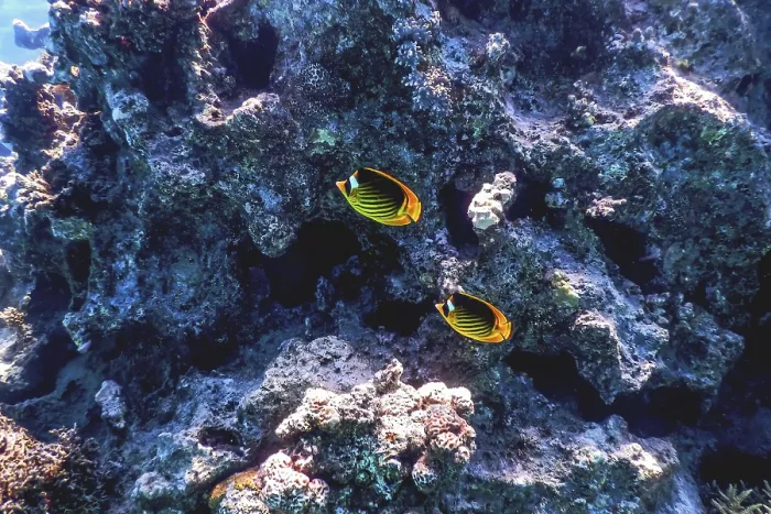 Framed Print : Diagonal butterflyfish (Chaetodon fasciatus) Coral fish