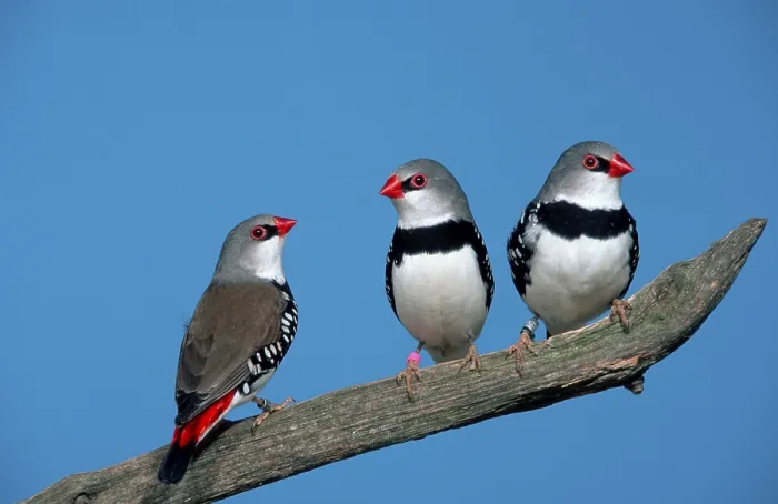 Framed Print : Diamond firetail (Stagonopleura guttata) Framed Print : Diamond firetail (Stagonopleura guttata)