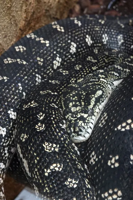 Framed Print : Diamond python (Morelia spilota spilota) Framed Print : Diamond python (Morelia spilota spilota)