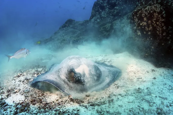 Framed Print : Diamond stingray (Dasyatis brevis)