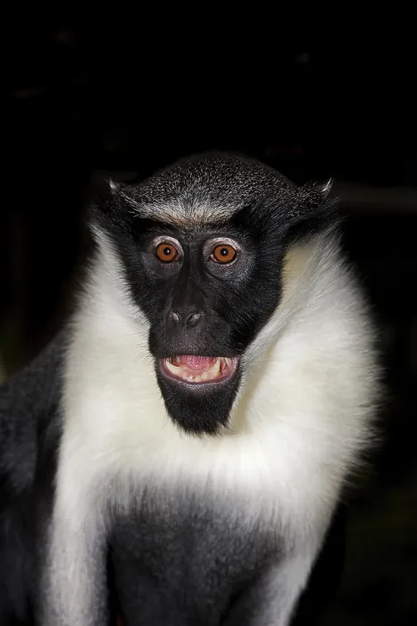Framed Print : DIANA MONKEY (cercopithecus diana), ADULT CRYING