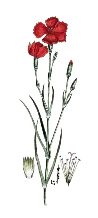 Framed Print : Dianthus caryophillus, country carnation