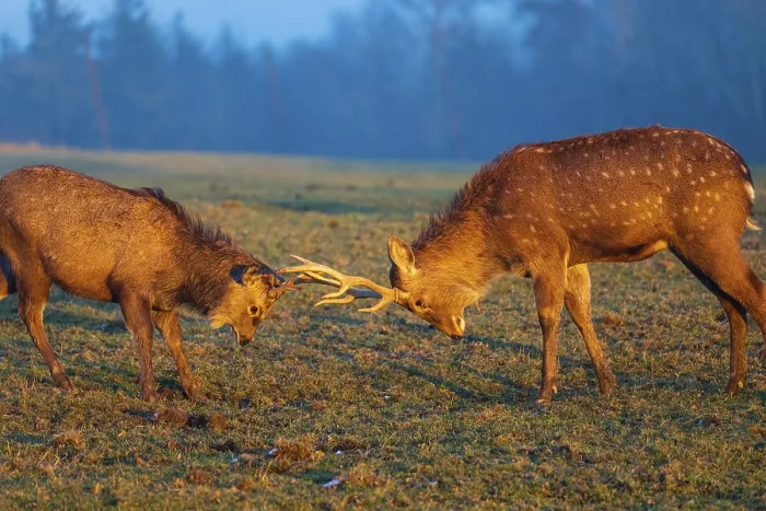 Framed Print : Two Dibowsky stags fighting on a meadow at sunrise Framed Print : Two Dibowsky stags fighting on a meadow at sunrise