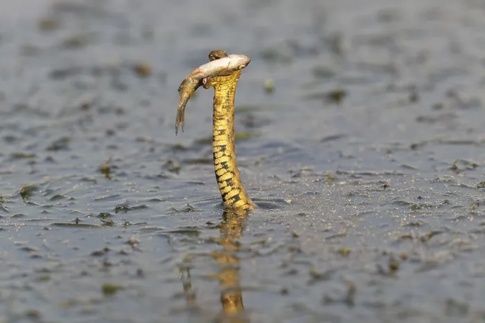 Framed Print : Dice snake (Natrix tessellata) Snake with fish in its mouth