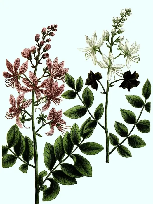 Framed Print : Dictamus albus, purpureo, Diptam