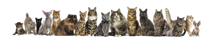 Framed Print : Many different breeds of cats sitting and posing together on a transparent background Framed Print : Many different breeds of cats sitting and posing together on a transparent background