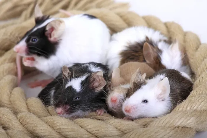 Framed Print : Different coloured Fancy Mice snuggling together