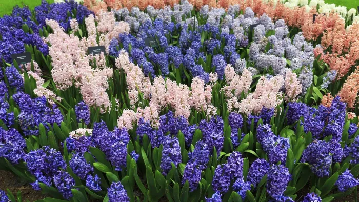 Framed Print : Different coloured hyacinths (Hyacinthus) in a flower bed