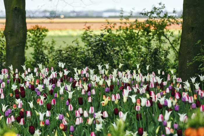 Framed Print : Different coloured tulips (Tulipa)