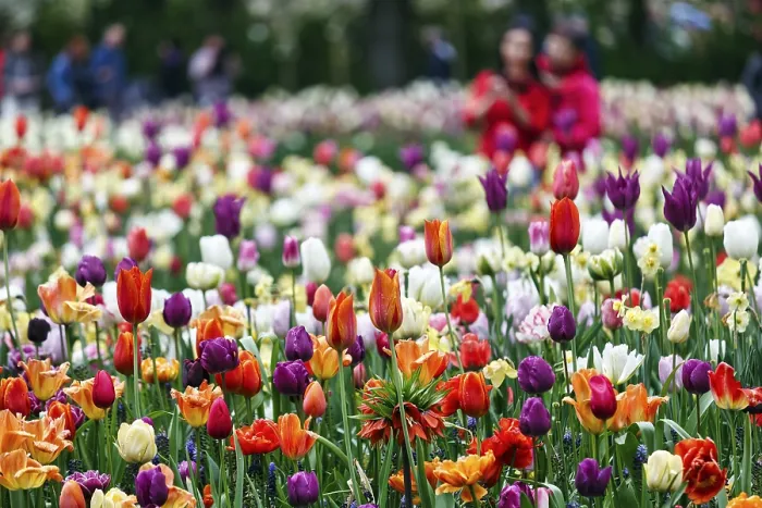 Framed Print : Different coloured tulips (Tulipa)