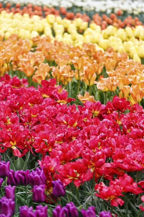 Framed Print : Different coloured tulips (Tulipa)
