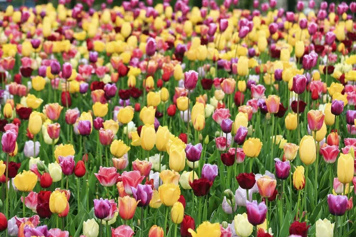 Framed Print : Different coloured tulips (Tulipa)