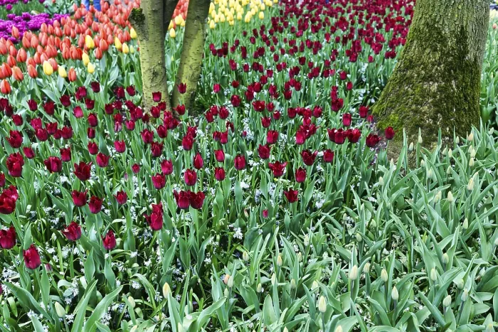Framed Print : Different coloured tulips (Tulipa) Framed Print : Different coloured tulips (Tulipa)
