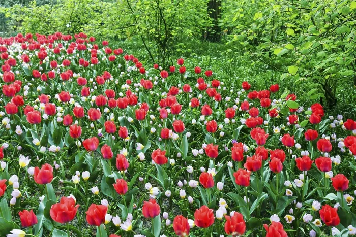 Framed Print : Different coloured tulips (Tulipa)
