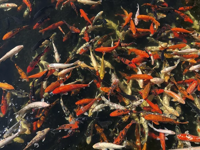 Framed Print : Many different decorative fishes feed in pond