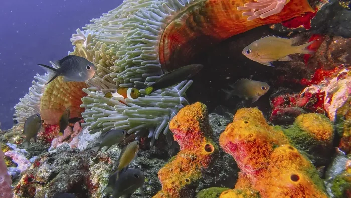 Framed Print : Different fish swim around corals and anemones in the sea