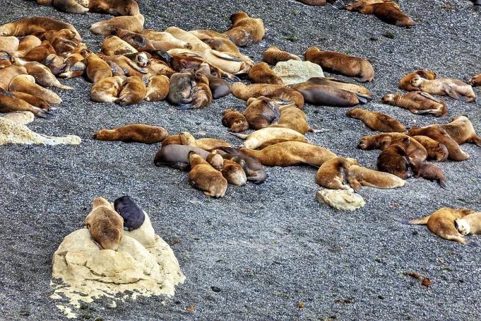 Framed Print : Different sea lions scattered in small groups on a rocky beach