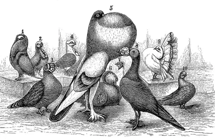 Framed Print : Different types of breeding pigeon: 1