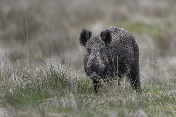 Framed Print : It is difficult for me to distinguish this wild boar boar (Sus scrofa) from a wild boar from the photo Framed Print : It is difficult for me to distinguish this wild boar boar (Sus scrofa) from a wild boar from the photo