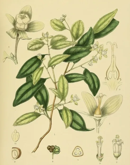 Framed Print : Dimorphocalyx glabellus, native to Southeast Asia