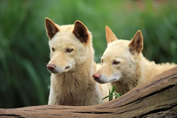 Framed Print : Dingoes (Canis familiaris dingo)