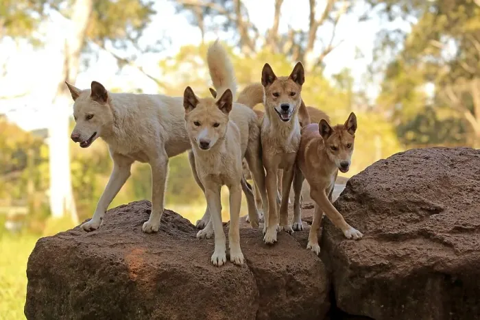 Framed Print : Dingos (Canis familiaris dingo)