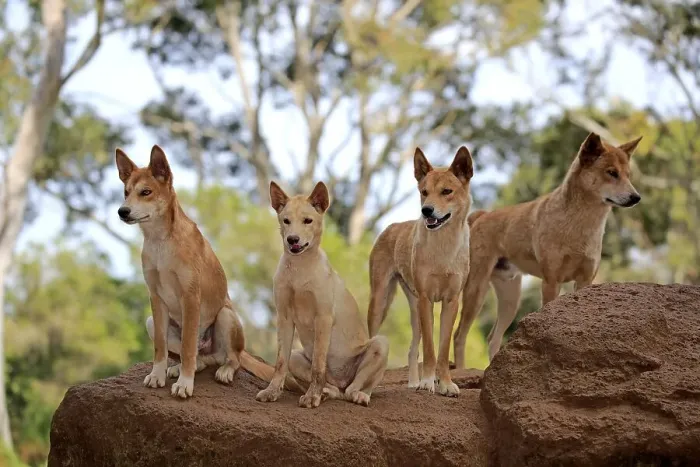 Framed Print : Dingos (Canis familiaris dingo)