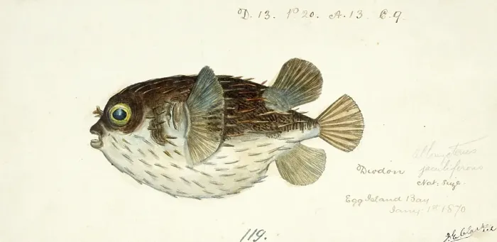 Framed Print : Diodon Orbicularis, spiny fish, balloon fish, fish, reproduction of an original, by Frank Edward Clarke (b. 1849, d. 1899), ichthyologist and scientific draughtsman Framed Print : Diodon Orbicularis, spiny fish, balloon fish, fish, reproduction of an original, by Frank Edward Clarke (b. 1849, d. 1899), ichthyologist and scientific draughtsman