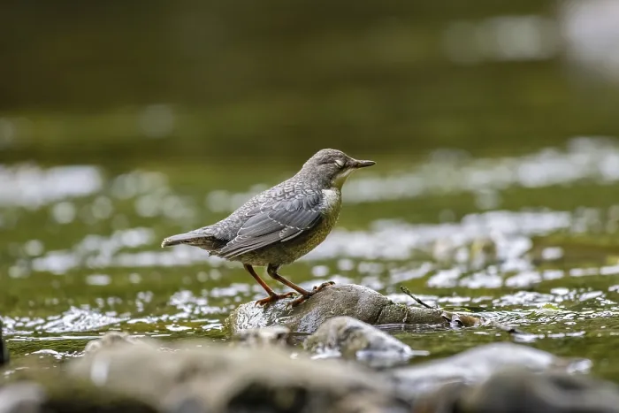 Framed Print : A dipper sits in a stream, Honnetal