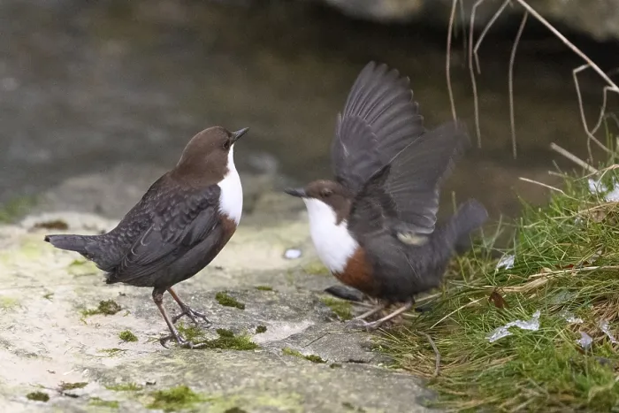 Framed Print : Two dippers (Cinclus cinclus) balancing on a rock in the river Framed Print : Two dippers (Cinclus cinclus) balancing on a rock in the river