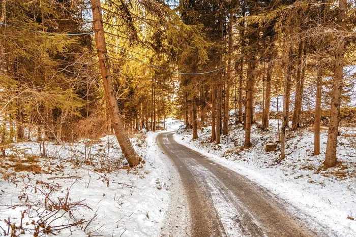 Framed Print : Dirt path under green conifers on the snowy Italian Alps