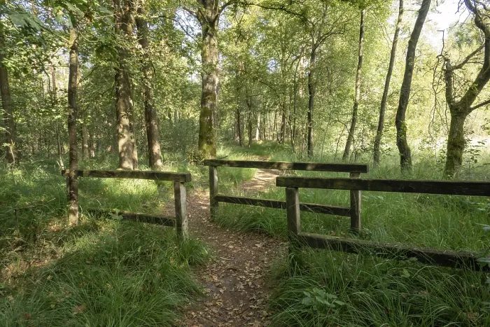 Framed Print : Dirt path leading into a dense forest with a simple wooden fence on each side