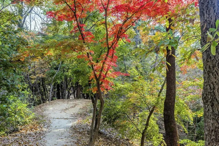 Framed Print : Dirt path in mountain park with trees in fall colors in South Korea
