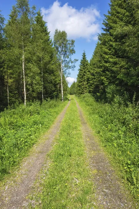 Framed Print : Dirt road through spruce forest