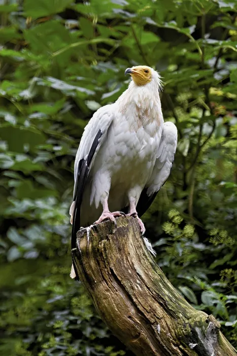 Framed Print : Dirty vulture (Neophron percnopterus) sitting on tree stump