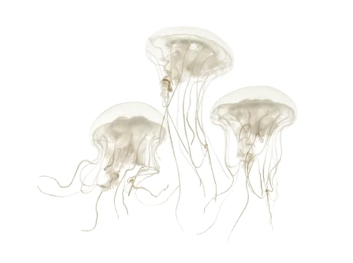 Framed Print : Disc jellyfish, Sanderia malayensis Framed Print : Disc jellyfish, Sanderia malayensis