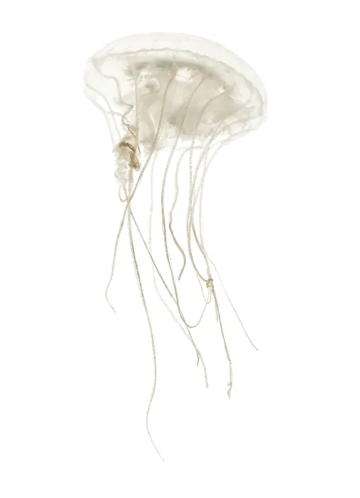 Framed Print : Disc jellyfish, Sanderia malayensis