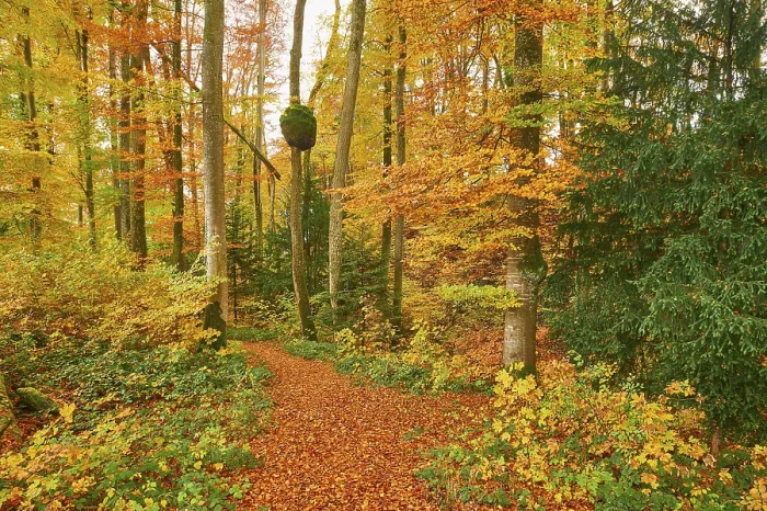 Framed Print : Discoloured beech forest, Sihlwald Framed Print : Discoloured beech forest, Sihlwald