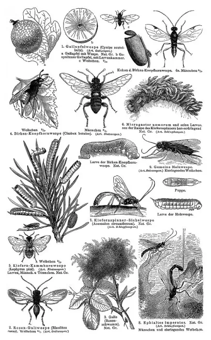 Framed Print : Display chart, Hymenoptera I, illustration