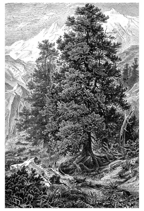 Framed Print : Display chart I, Swiss Pine or Arolla Pine (Pinus Cembra L) Framed Print : Display chart I, Swiss Pine or Arolla Pine (Pinus Cembra L)