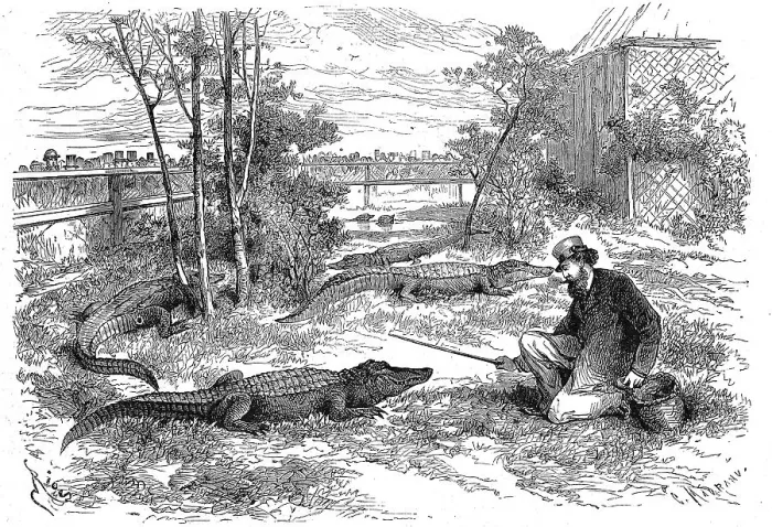 Framed Print : On display in Le Havre, 1869, the enclosure of the Mississippi caiman