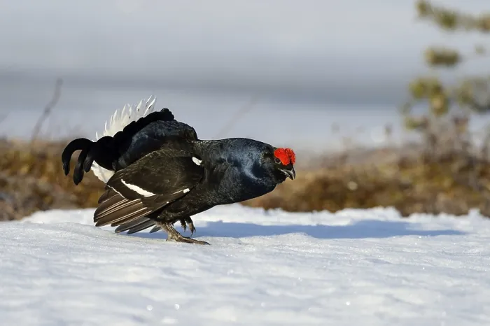 Framed Print : Displaying black cock (Tetrao tetrix) on snow at a lek