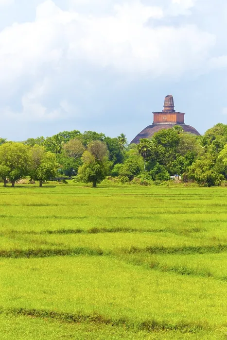 Framed Print : Distant Jetavanaramaya Stupa and its damaged spire seen above the treeline Framed Print : Distant Jetavanaramaya Stupa and its damaged spire seen above the treeline