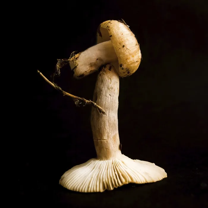 Framed Print : Two distinct mushrooms stand stacked in an artistic arrangement on a dark surface Framed Print : Two distinct mushrooms stand stacked in an artistic arrangement on a dark surface