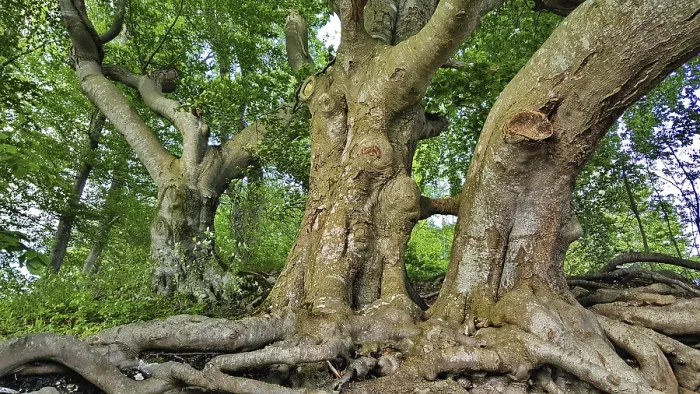 Framed Print : Distinctive tree trunks with branched roots in the forest