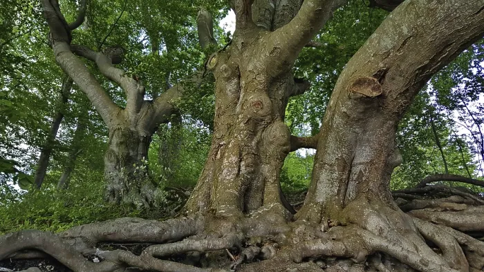 Framed Print : Distinctive tree trunks with branched roots in the forest