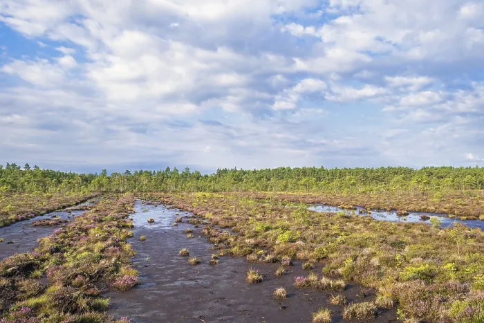 Framed Print : Ditches with mud after peat mining on a peat bog with a pine forest in summer